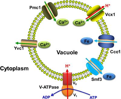 The Importance of Vacuolar Ion Homeostasis and Trafficking in Hyphal Development and Virulence in Candida albicans